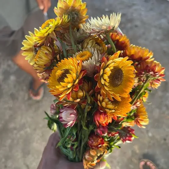 Bunga kurulu