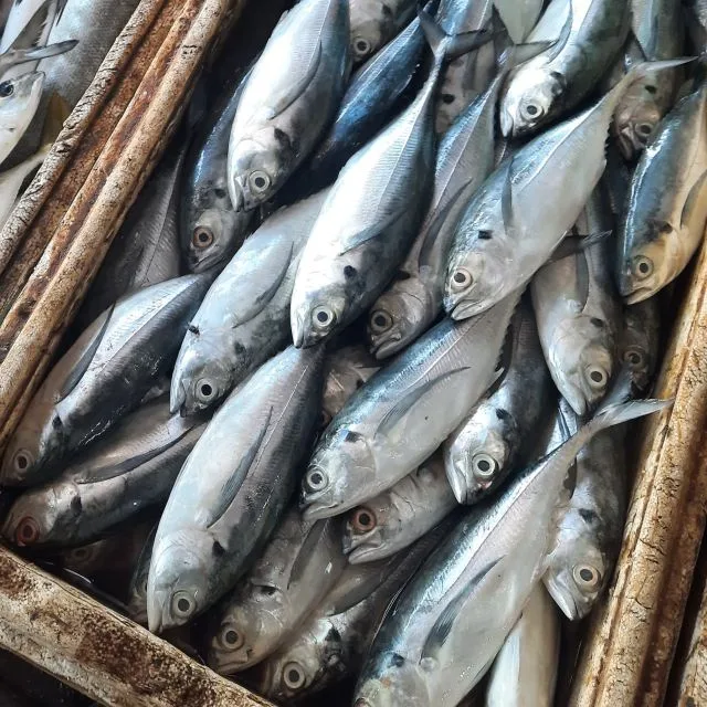 Ikan